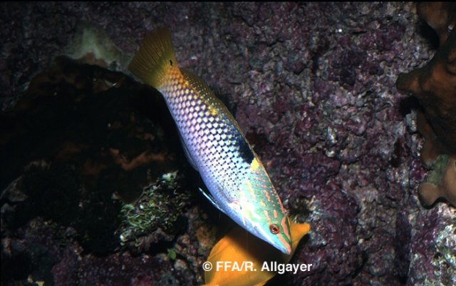 Halichoeres hortilanus. - 